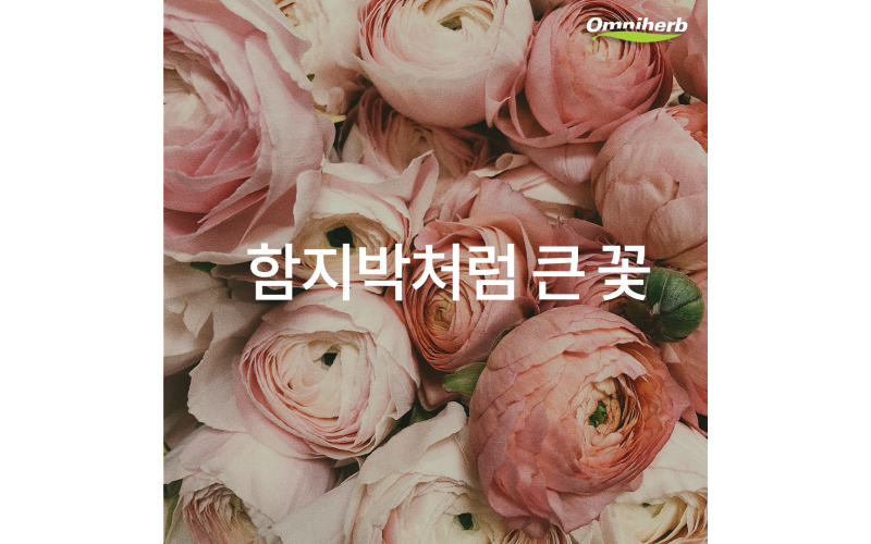 작약
