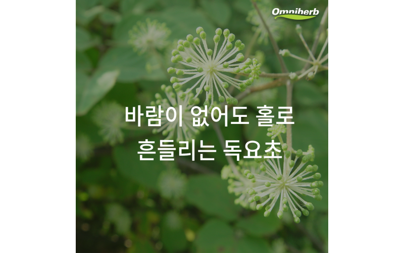 독활